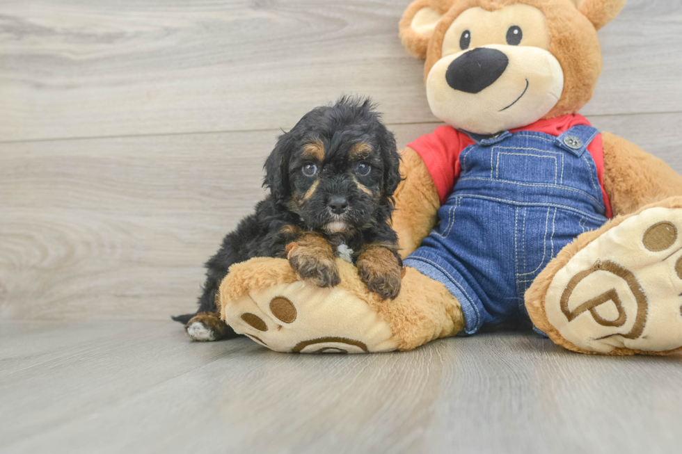 Adorable Cavalier King Charles Spaniel and Poodle Mix Poodle Mix Puppy