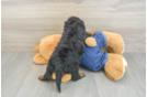 Energetic Cavoodle Poodle Mix Puppy