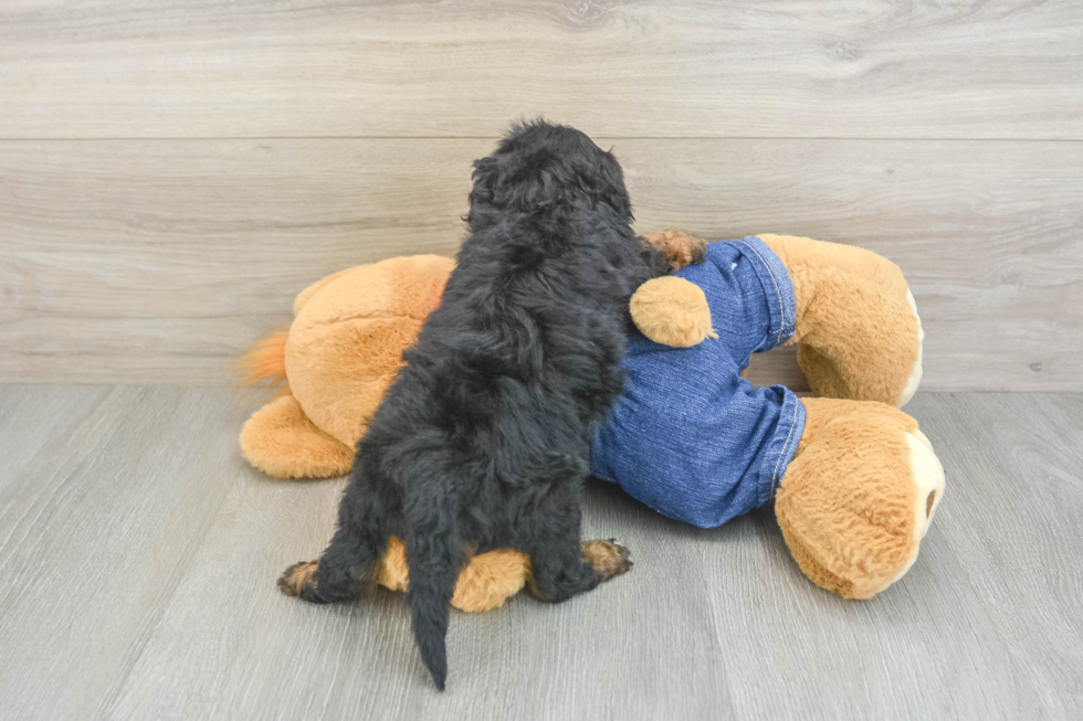 Energetic Cavoodle Poodle Mix Puppy