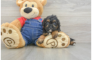 Best Cavapoo Baby
