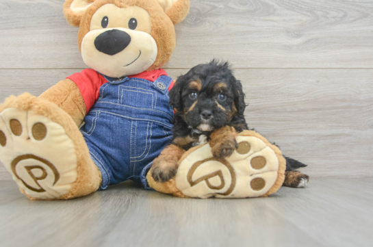 Best Cavapoo Baby