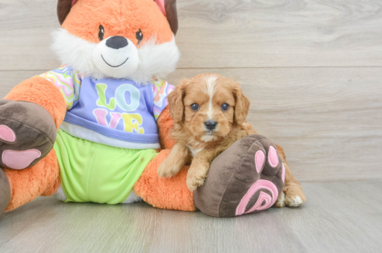 Cavapoo Pup Being Cute