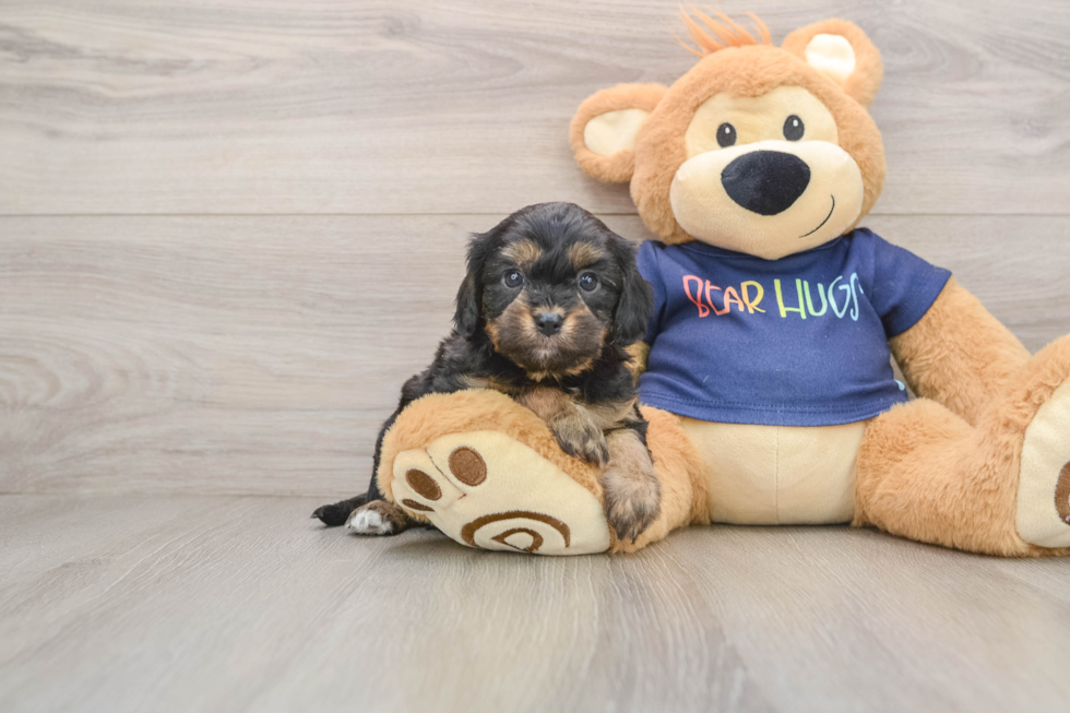 Petite Cavapoo Poodle Mix Pup