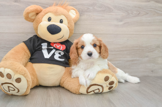 Cavapoo Pup Being Cute