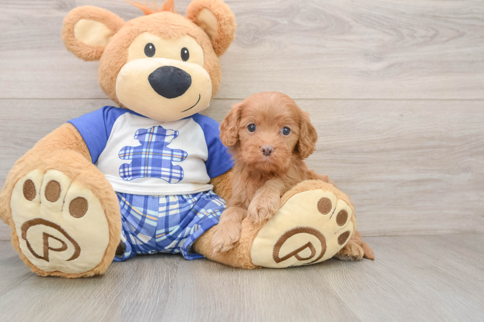 Hypoallergenic Cavadoodle Poodle Mix Puppy