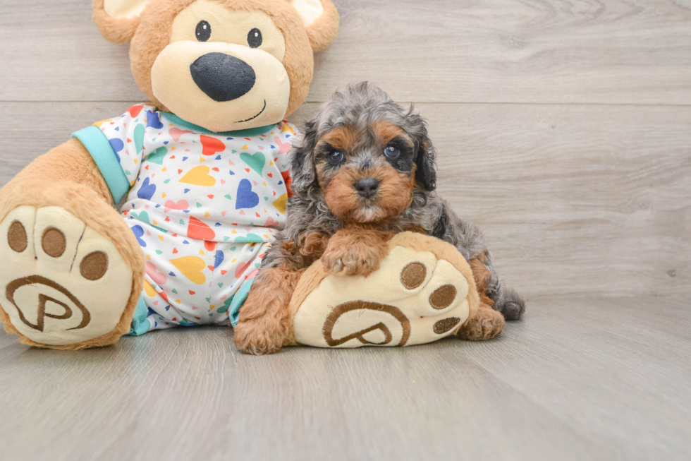 Friendly Cavapoo Baby