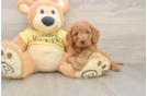 Cavapoo Puppy for Adoption