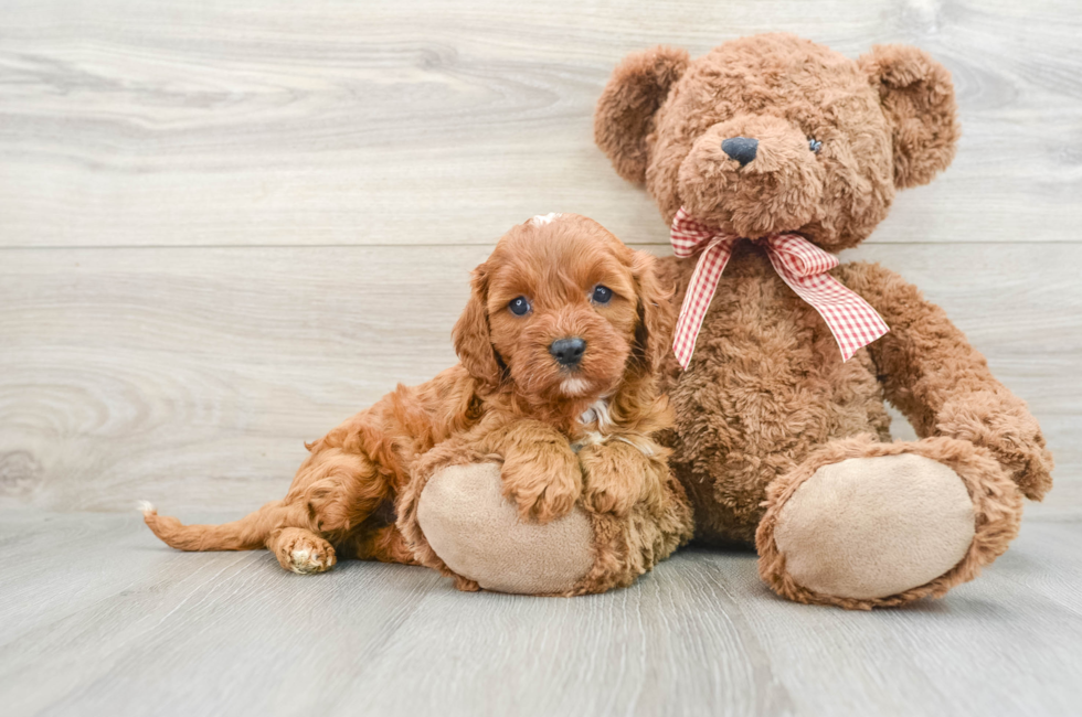 7 week old Cavapoo Puppy For Sale - Florida Fur Babies