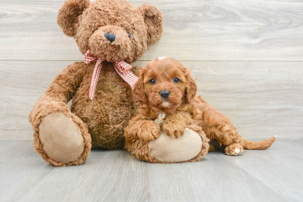 Little Cavipoo Poodle Mix Puppy