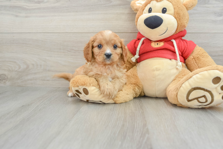 Cavapoo Puppy for Adoption