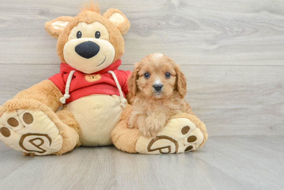 Petite Cavapoo Poodle Mix Pup