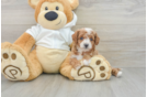 Playful Cavapoodle Poodle Mix Puppy