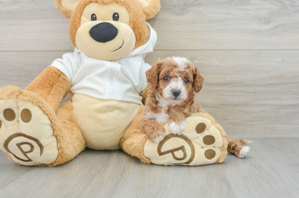 8 week old Cavapoo Puppy For Sale - Florida Fur Babies