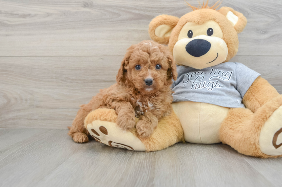 Small Cavapoo Baby