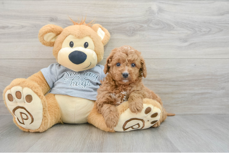 Best Cavapoo Baby