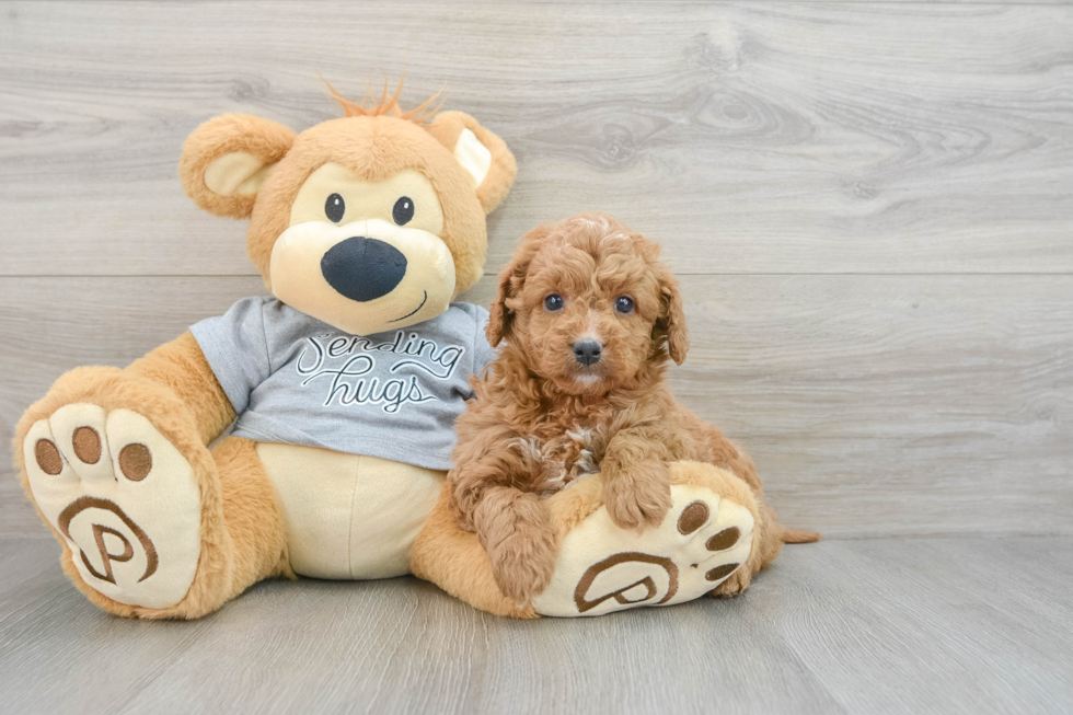 Best Cavapoo Baby