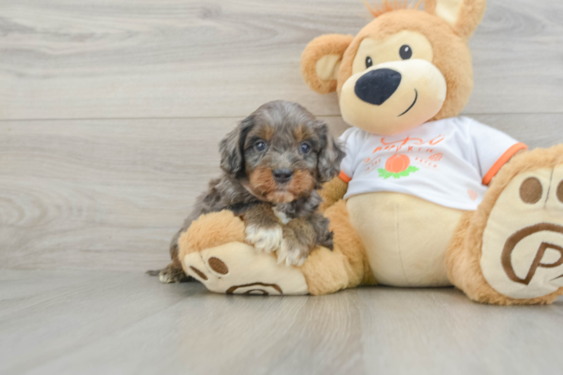 Meet Marcus - our Cavapoo Puppy Photo 1/3 - Florida Fur Babies