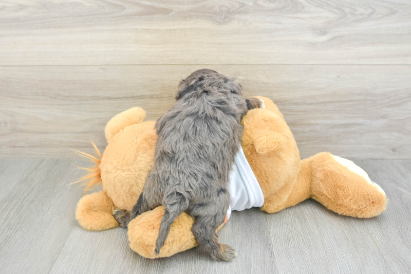 Meet Marcus - our Cavapoo Puppy Photo 2/3 - Florida Fur Babies
