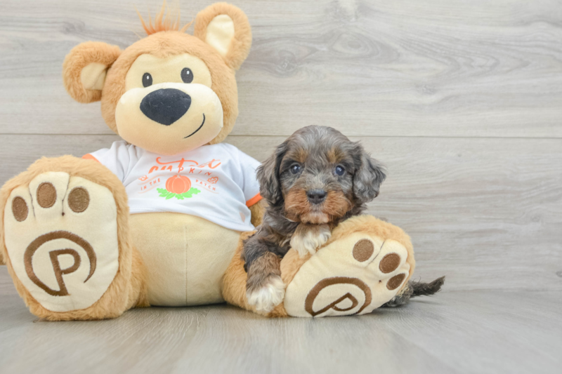 Meet Marcus - our Cavapoo Puppy Photo 3/3 - Florida Fur Babies