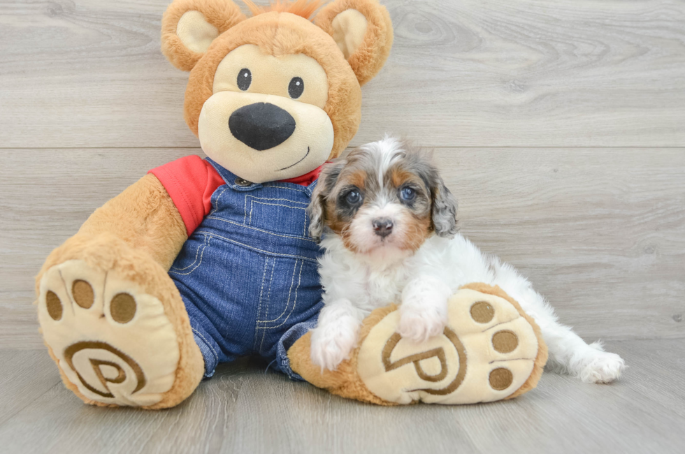 5 week old Cavapoo Puppy For Sale - Florida Fur Babies