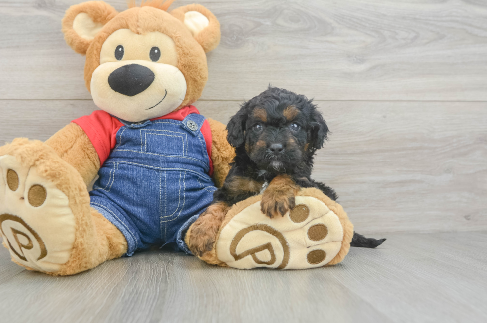 6 week old Cavapoo Puppy For Sale - Florida Fur Babies