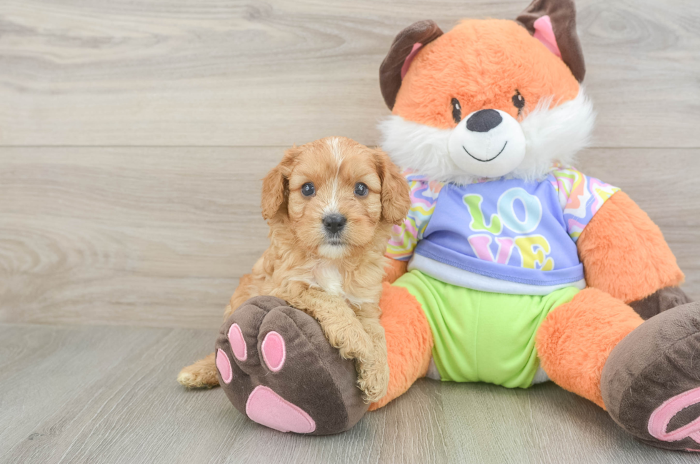 5 week old Cavapoo Puppy For Sale - Florida Fur Babies