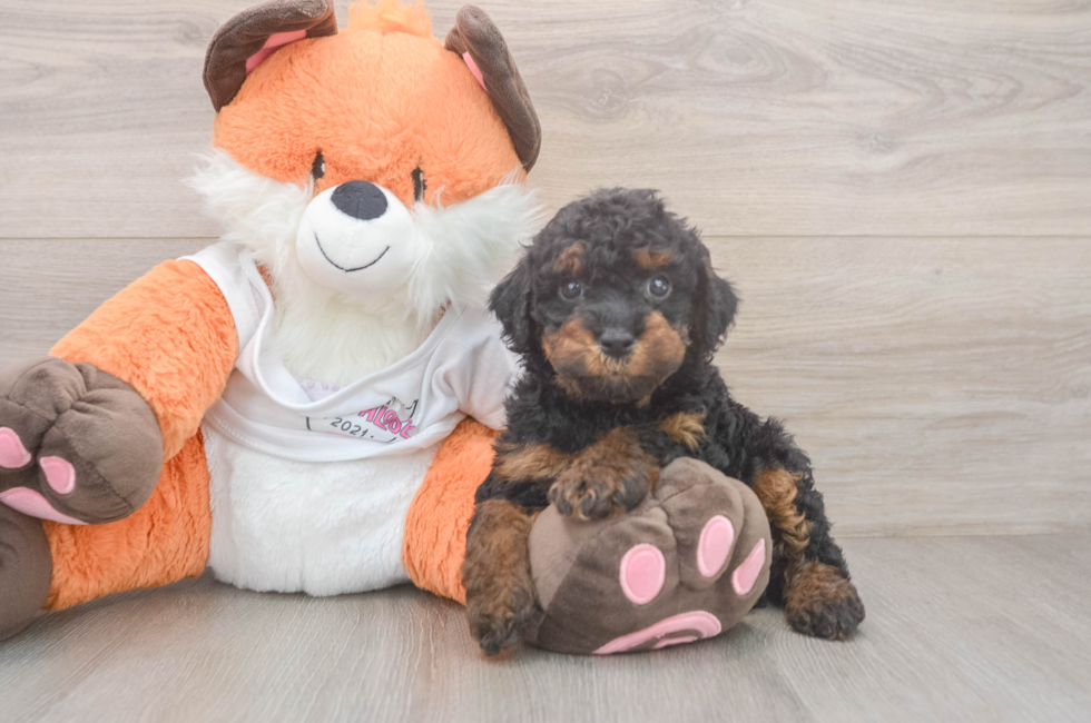 5 week old Cavapoo Puppy For Sale - Florida Fur Babies