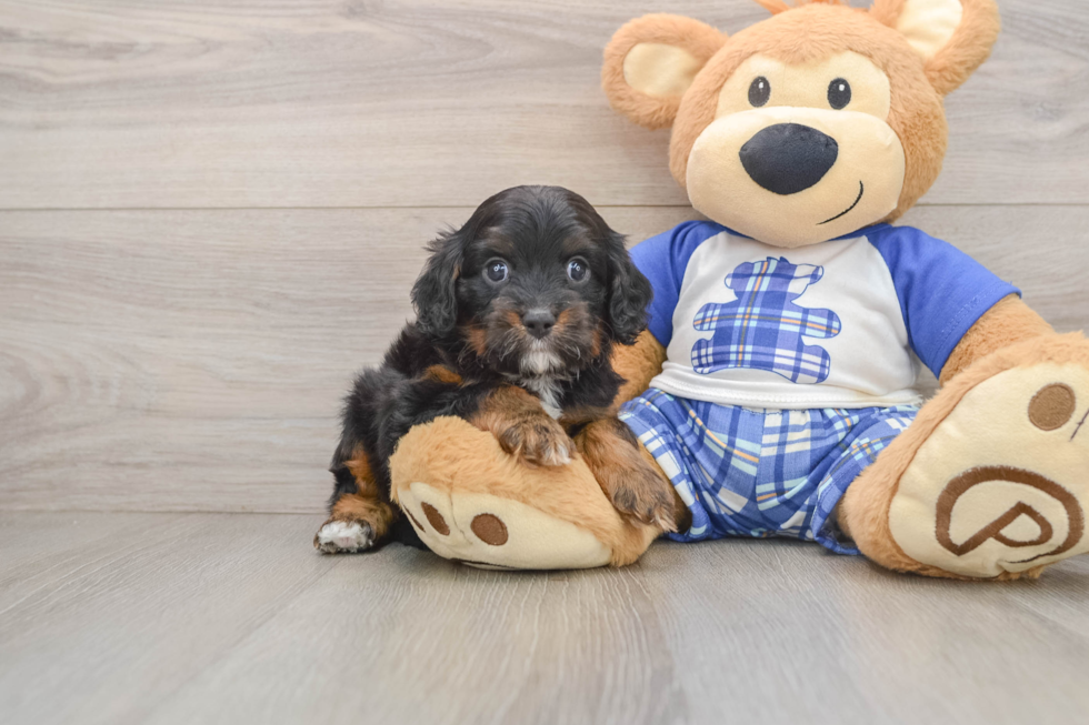 Happy Cavapoo Baby
