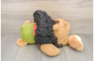 Cavapoo Puppy for Adoption