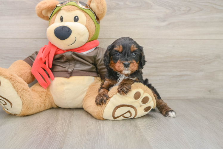 Smart Cavapoo Poodle Mix Pup