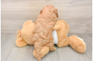 Sweet Cavapoo Baby