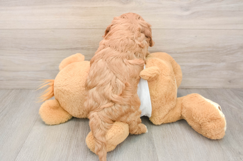 Sweet Cavapoo Baby