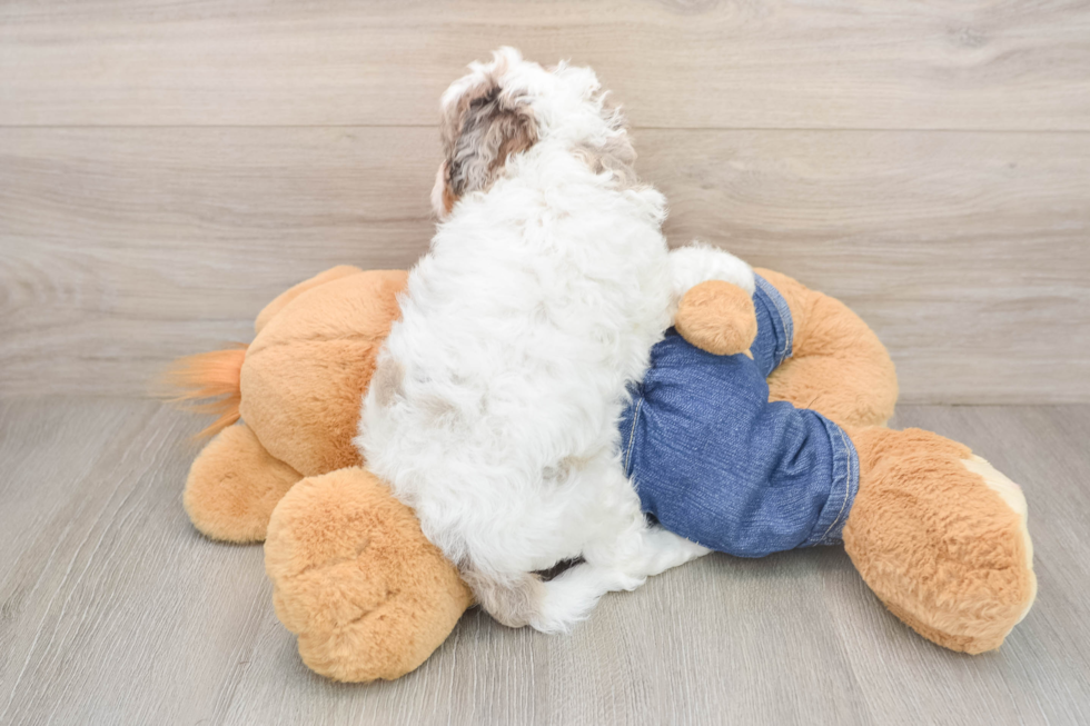 Cavapoo Puppy for Adoption