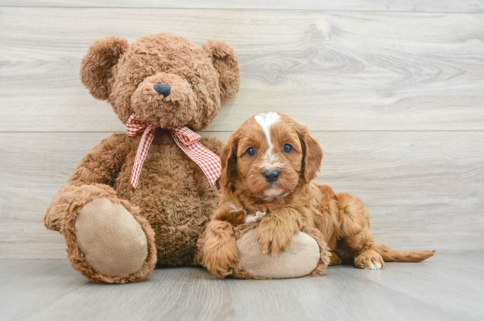 7 week old Cavapoo Puppy For Sale - Florida Fur Babies