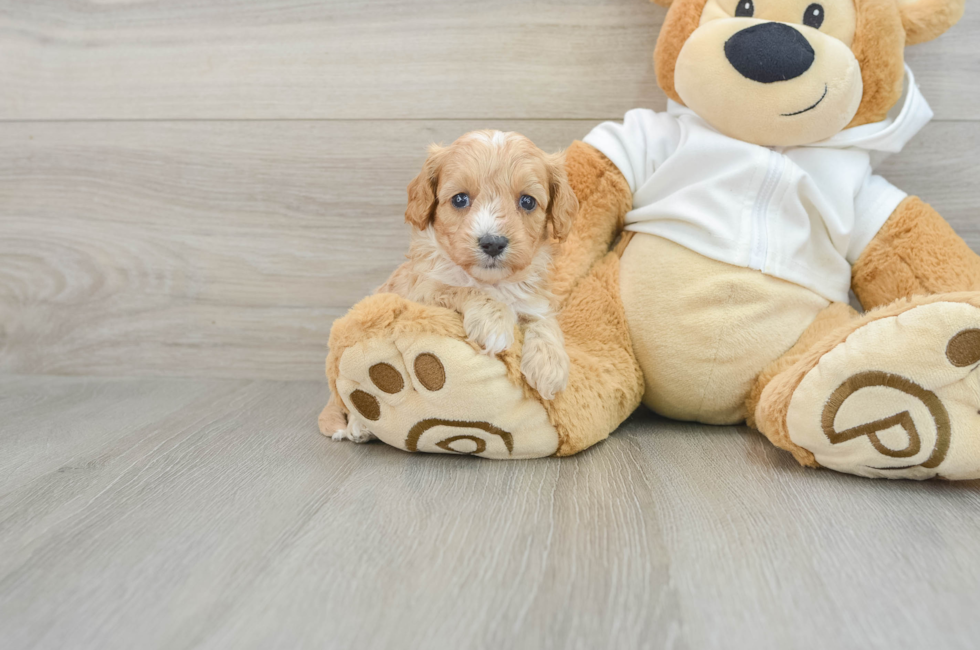 8 week old Cavapoo Puppy For Sale - Florida Fur Babies