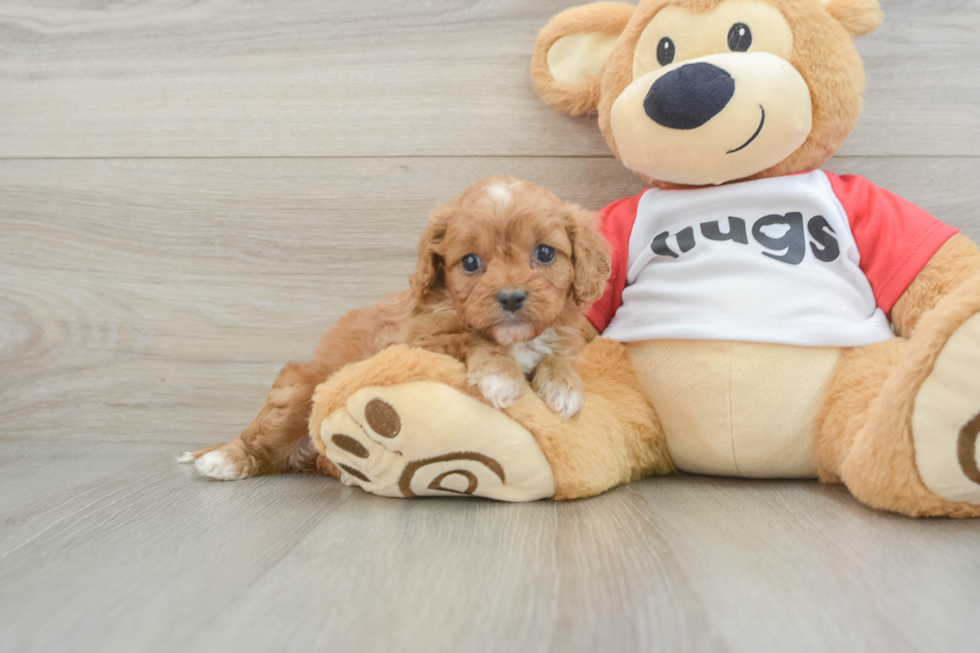 Best Cavapoo Baby