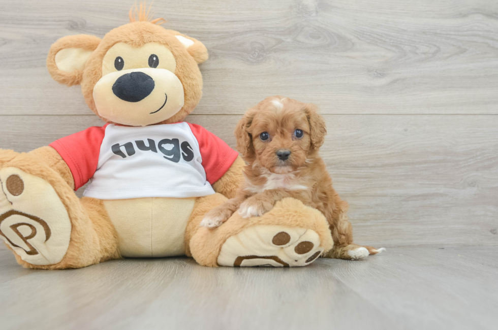 6 week old Cavapoo Puppy For Sale - Florida Fur Babies