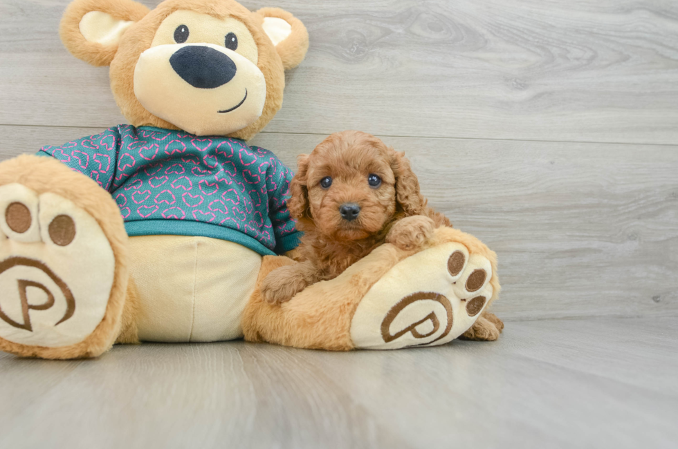 6 week old Cavapoo Puppy For Sale - Florida Fur Babies