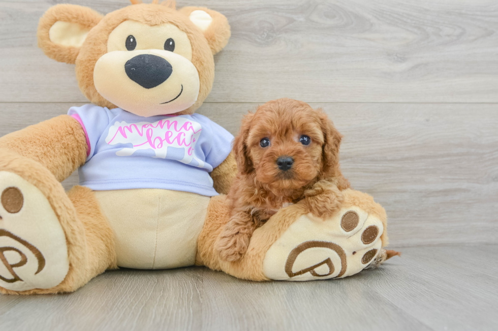 Playful Cavapoodle Poodle Mix Puppy