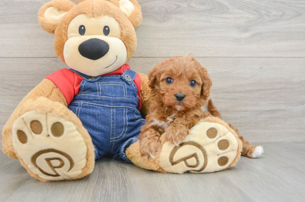 5 week old Cavapoo Puppy For Sale - Florida Fur Babies