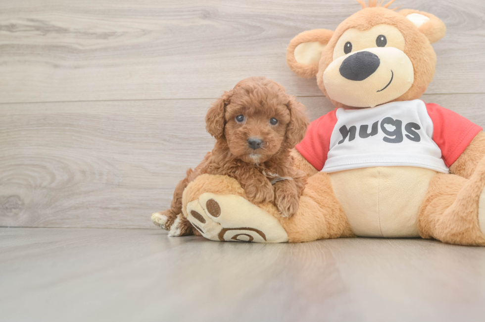 5 week old Cavapoo Puppy For Sale - Florida Fur Babies
