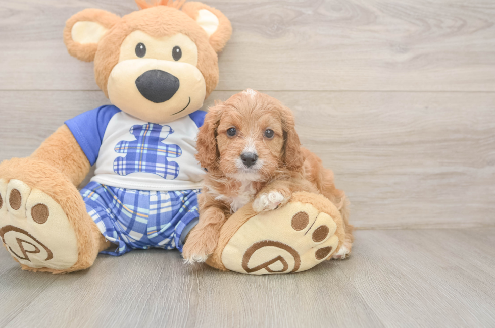 5 week old Cavapoo Puppy For Sale - Florida Fur Babies