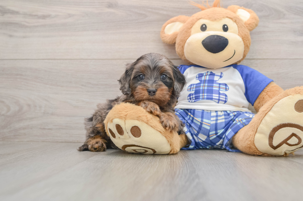 Best Cavapoo Baby