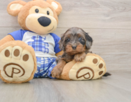 8 week old Cavapoo Puppy For Sale - Florida Fur Babies