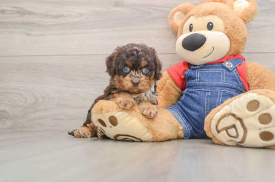 Energetic Cavoodle Poodle Mix Puppy
