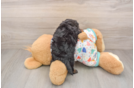 Sweet Cavapoo Baby