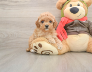 7 week old Cavapoo Puppy For Sale - Florida Fur Babies