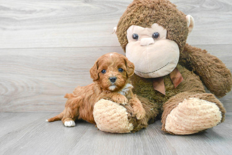 Best Cavapoo Baby