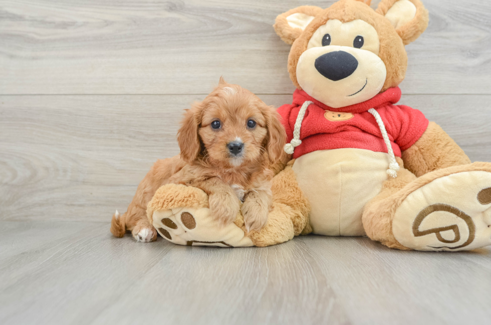 6 week old Cavapoo Puppy For Sale - Florida Fur Babies