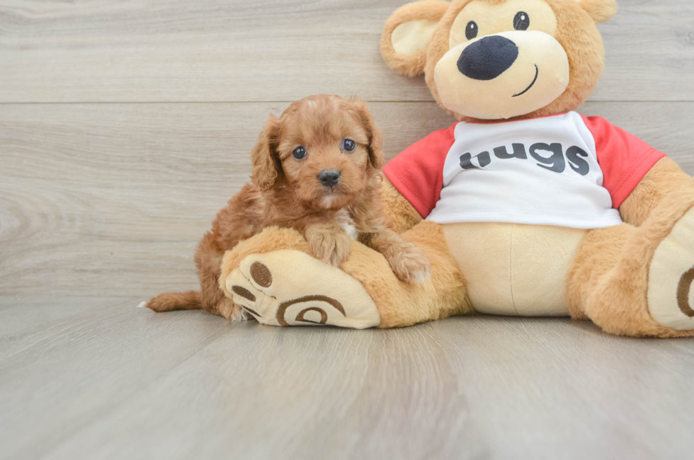 6 week old Cavapoo Puppy For Sale - Florida Fur Babies